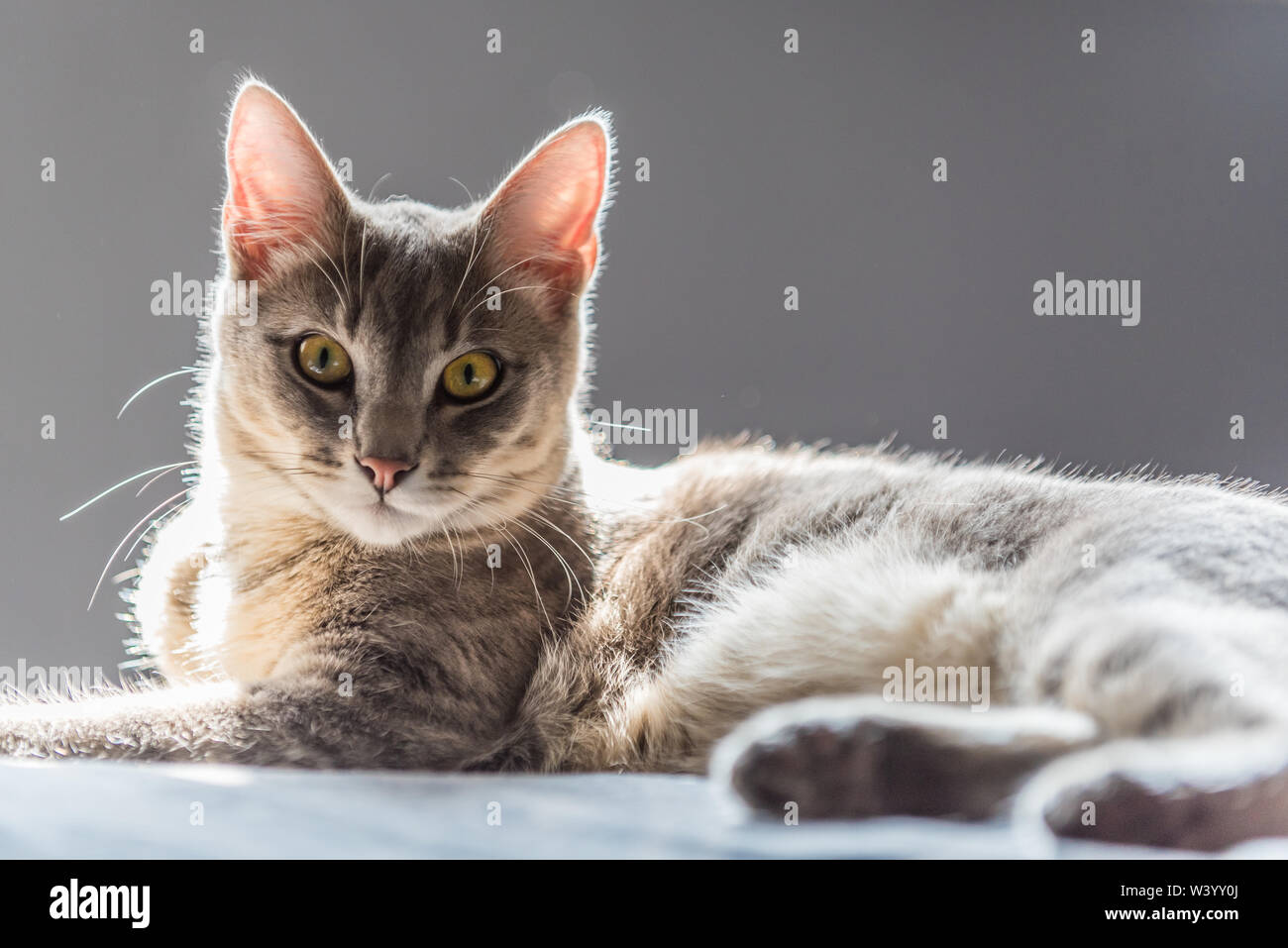 Carino gattino Siamese mostrando grande interesse con gli occhi aperti con piena attenzione. Foto Stock