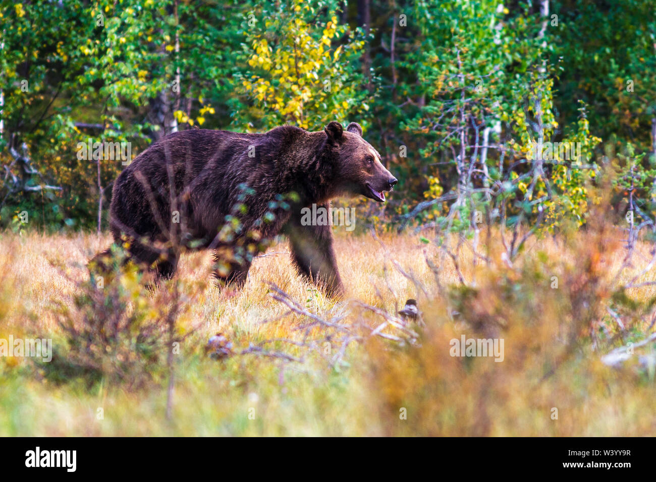 Orso bruno, Braunbär (Ursus arctos) Foto Stock