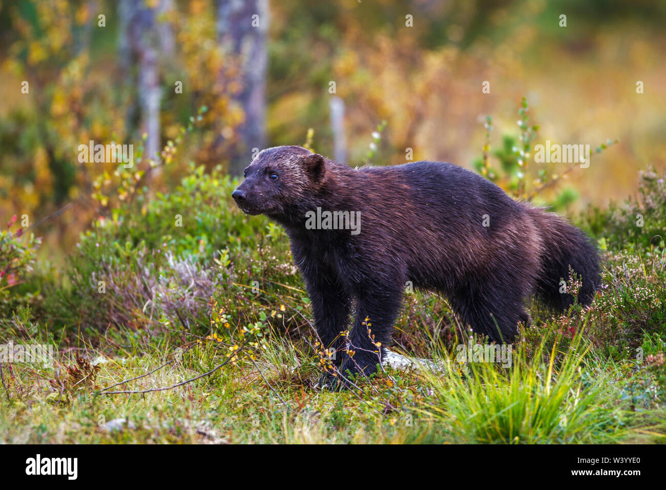 Wolverine, wolverene, Vielfraß (Gulo gulo) Foto Stock
