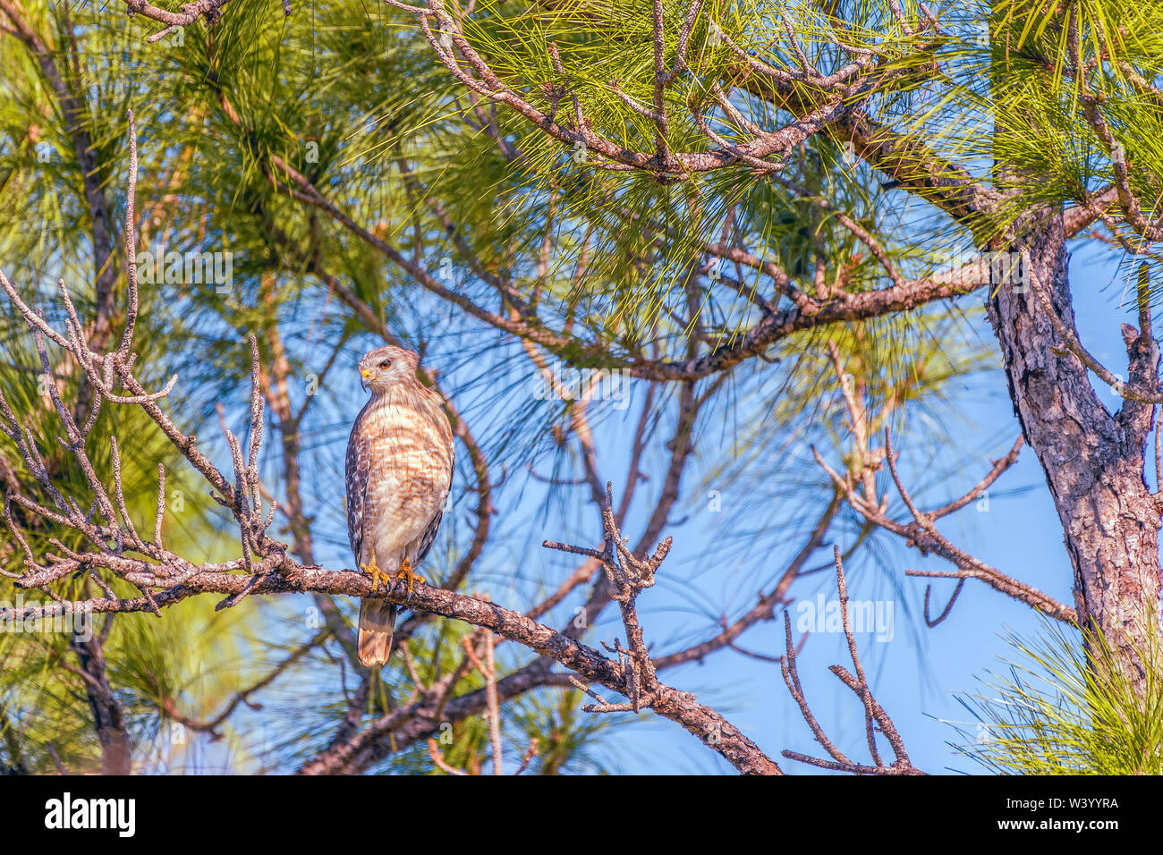 Red-hawk con spallamento (Buteo lineatus) nel Flamingo campeggio. Parco nazionale delle Everglades. Florida. Stati Uniti d'America Foto Stock