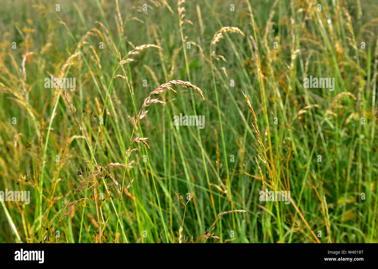 Graminacee selvatiche in prato con teste di seme, Berkshire, Regno Unito Foto Stock