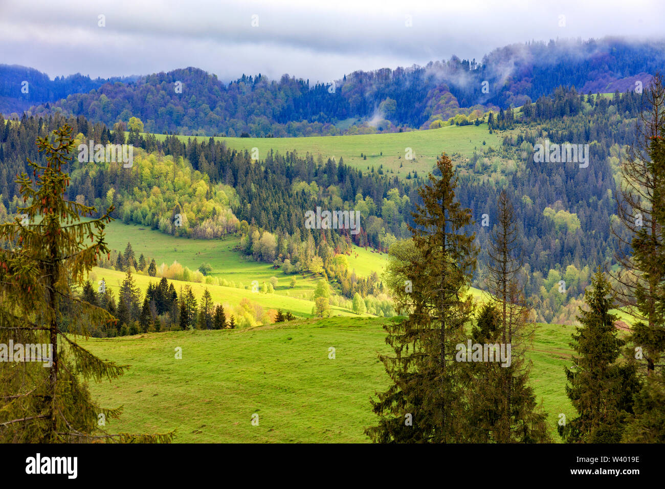 Foreste di conifere immagini e fotografie stock ad alta risoluzione Alamy