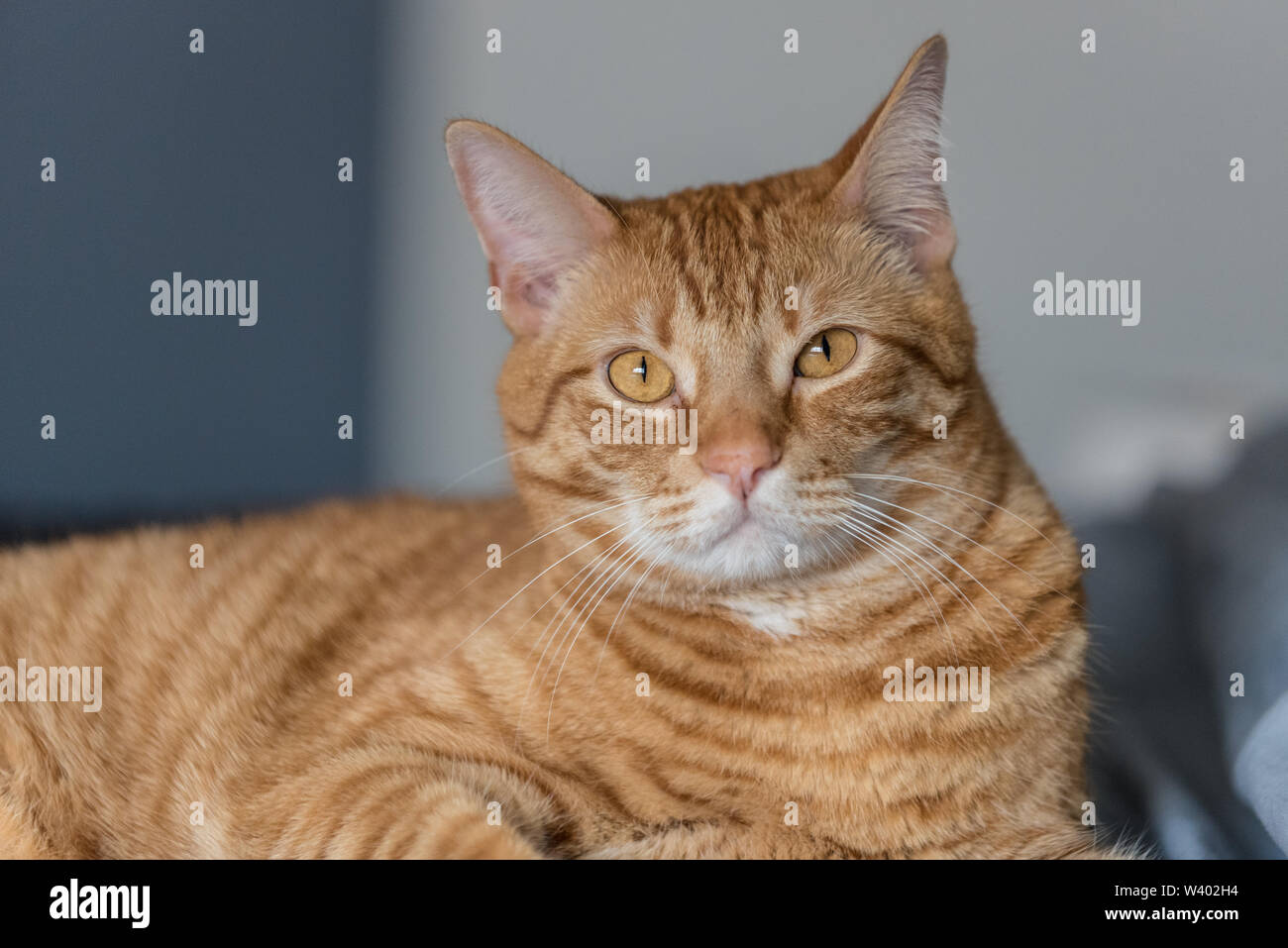 Carino Tabby cat mostrando grande interesse con gli occhi aperti con piena attenzione. Foto Stock