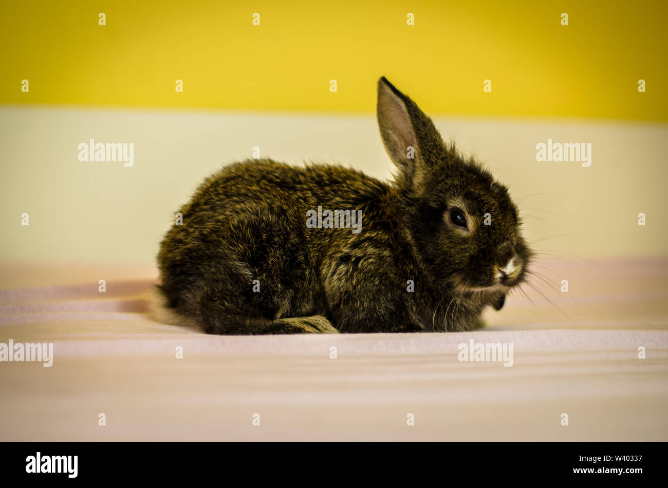 Dark bunny rabbit pet giacente a letto Foto Stock