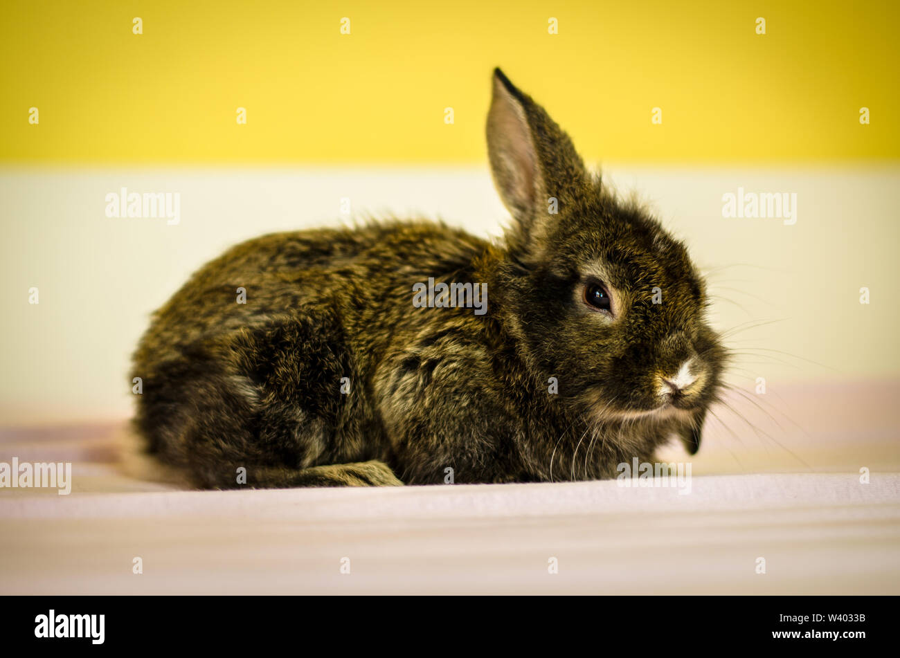Dark bunny rabbit pet giacente a letto Foto Stock