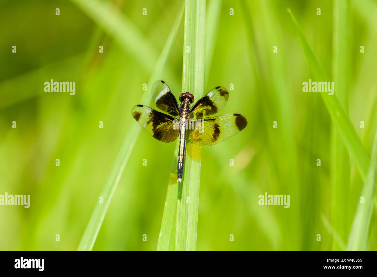 Un Dragon Fly è seduto sull'erba Foto Stock