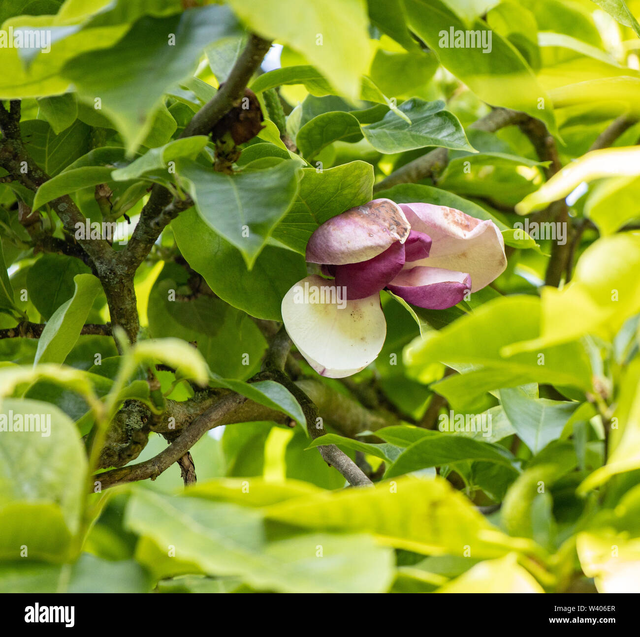 Grande fiore di magnolia lilliflora appena entrata in fiore. Foto Stock Grande fiore di magnolia lilliflora appena entrata in fiore. Foto Stock