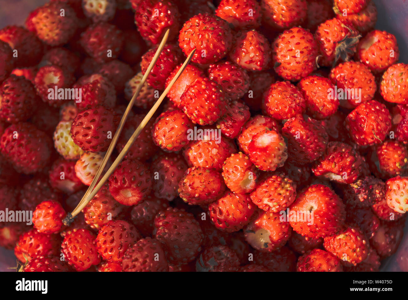 Ripe rosse bacche selvatiche di fragola close-up. Close up di fragoline di bosco Foto Stock