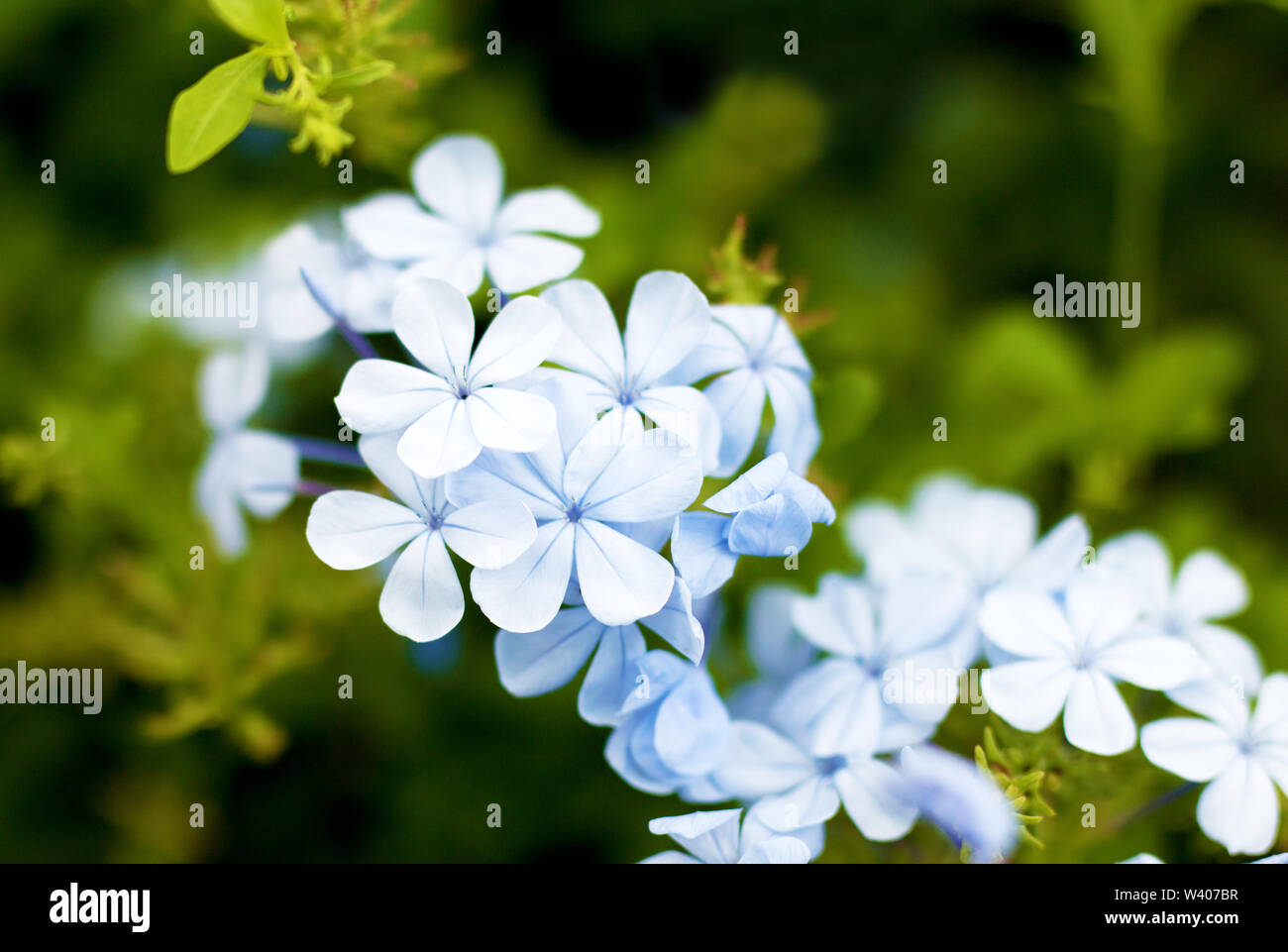 Primo piano di fiori blu su sfondo verde nel parco in un caldo giorno d'estate. Foto Stock