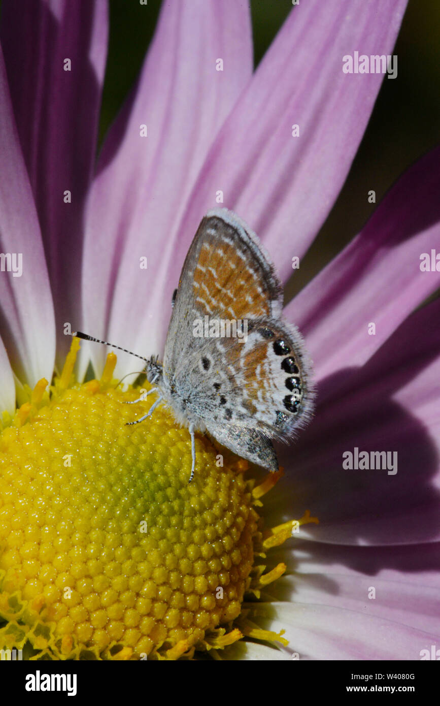 Piccola farfalla di rame come ottenere il nettare da un fiore. Foto Stock Piccola farfalla di rame come ottenere il nettare da un fiore. Foto Stock