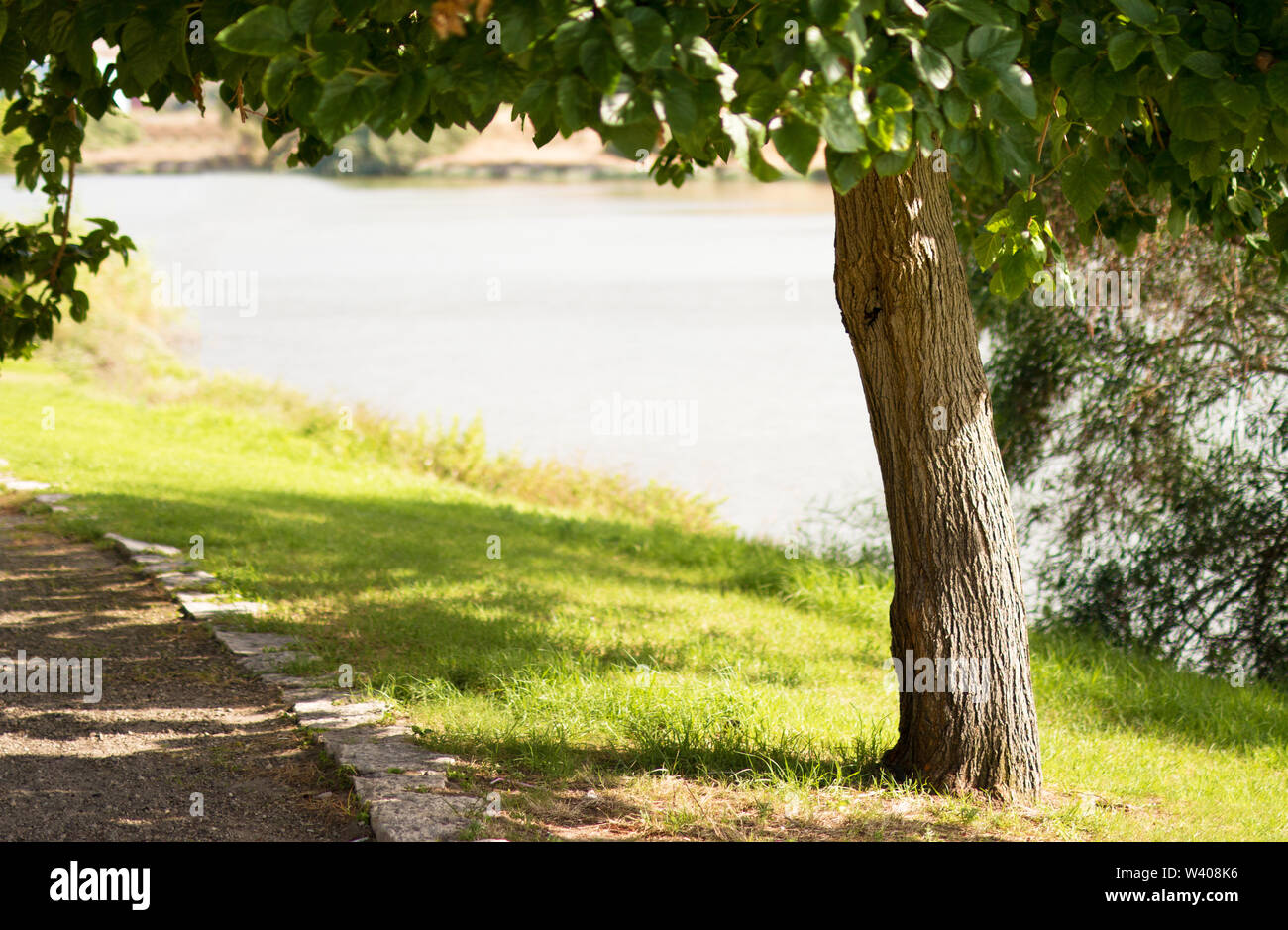 Albero in un parco verde sullo sfondo del fiume nel pomeriggio di estate Foto Stock