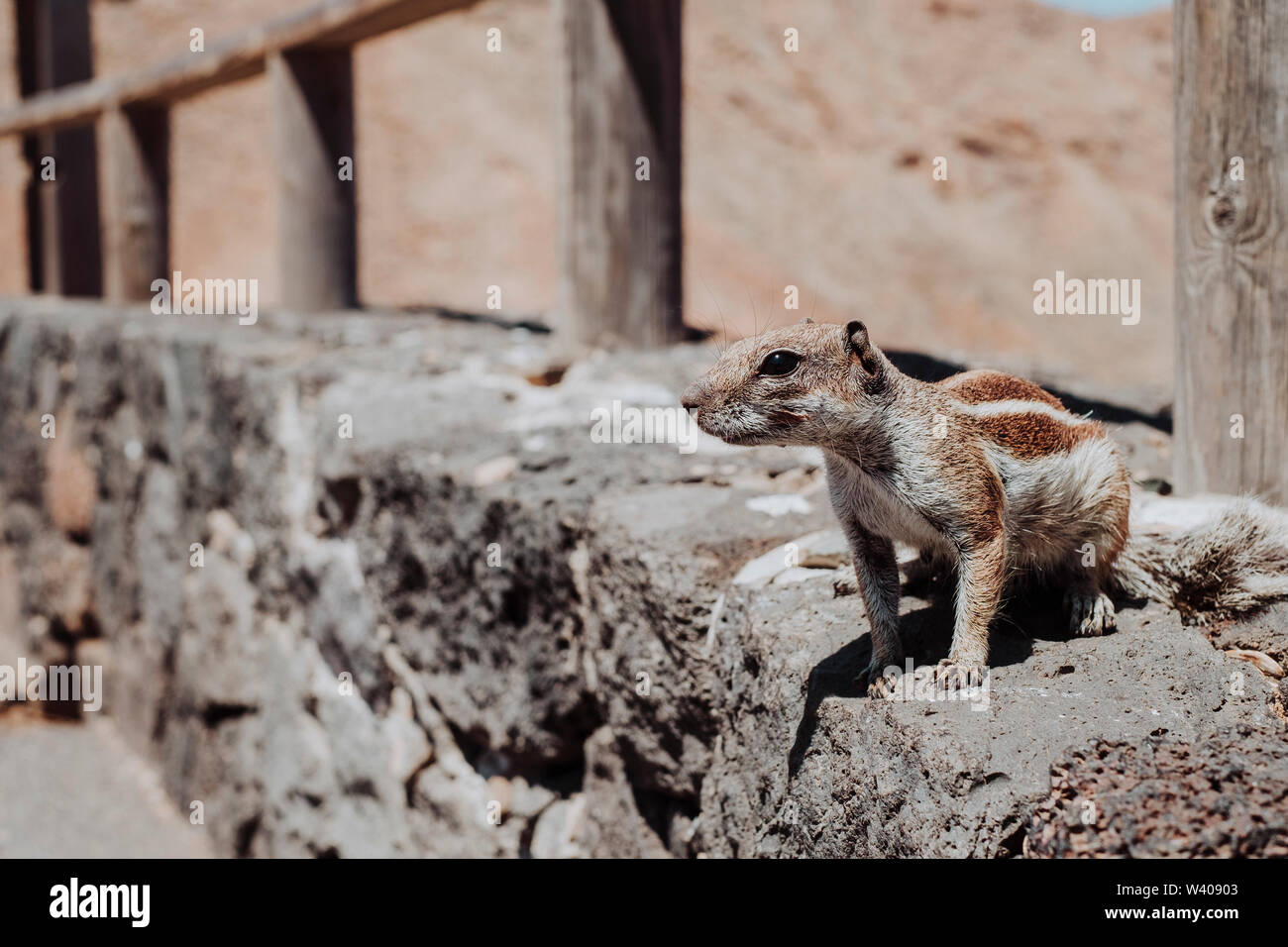 Lo Scoiattolo con il paesaggio del deserto in Fuerteventura Foto Stock