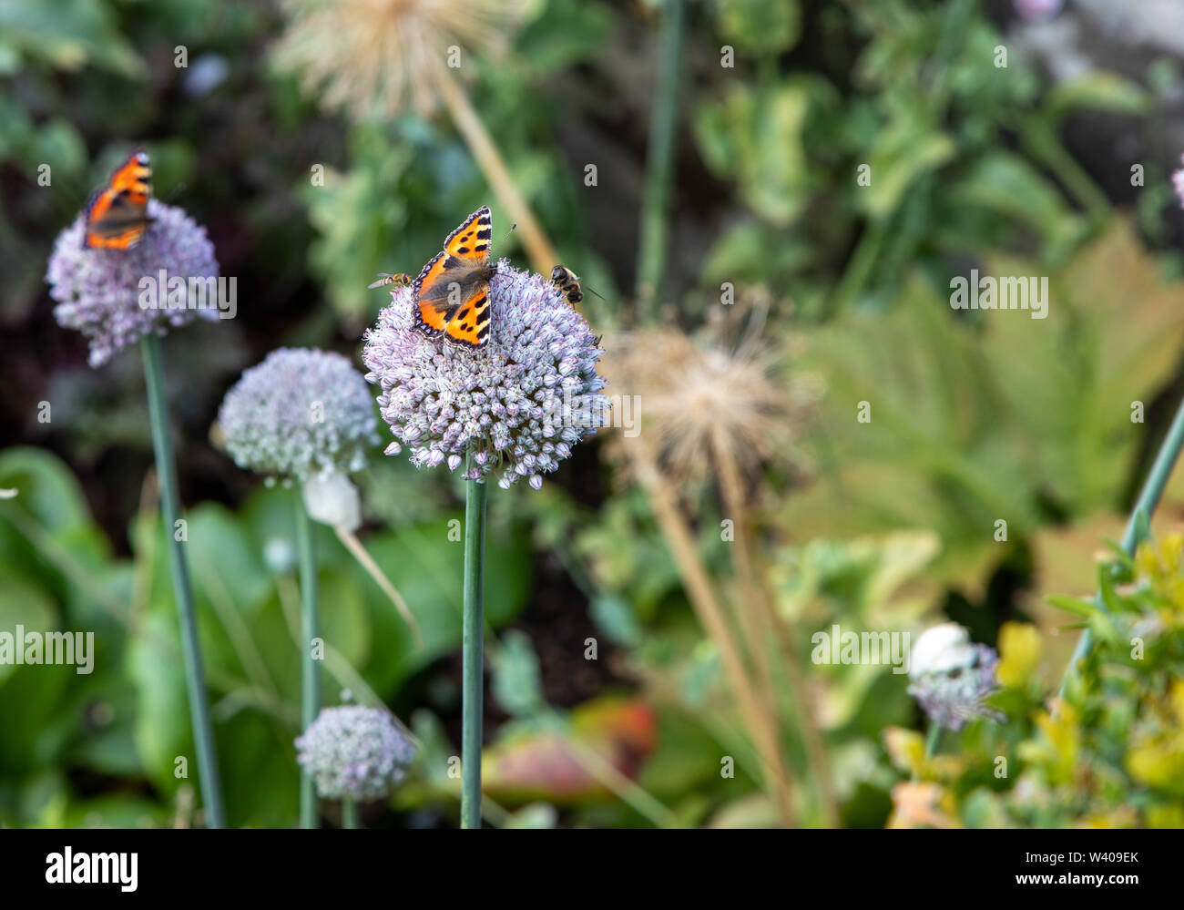 Tartaruga farfalle e insetti, api su piante in garden REGNO UNITO Foto Stock