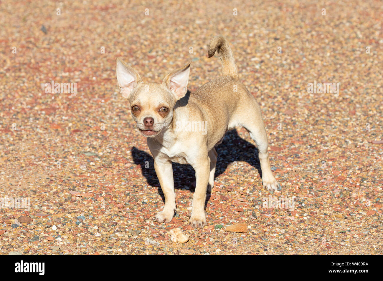 Poco Feisty Fawn colorati maschio provviste di pedigree Chihuahua cane che abbaia alla videocamera all'esterno sulla ghiaia proteggere la sua proprietà Foto Stock