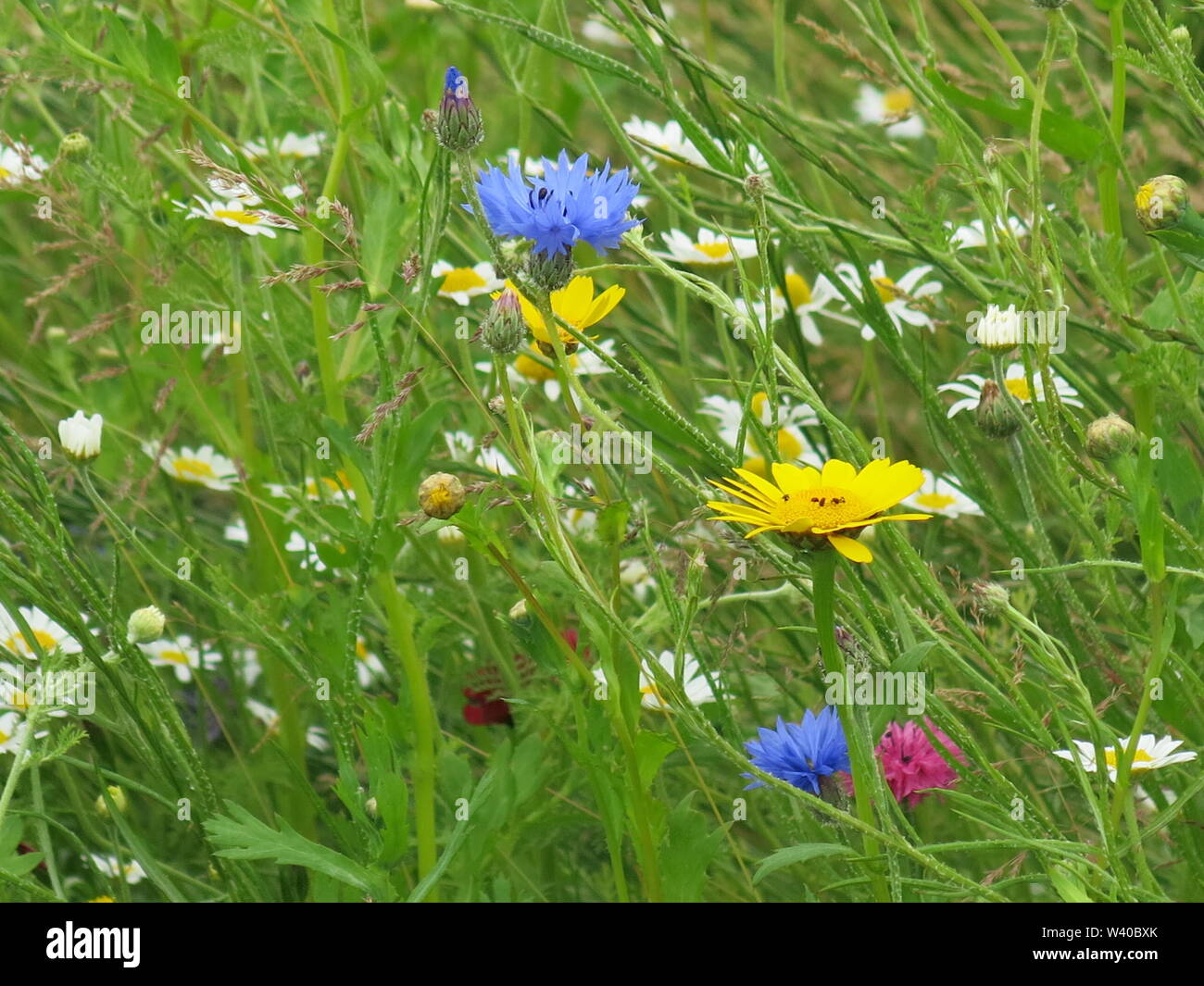 Close-up di un cerotto di inglese prato di fiori selvaggi in piena  fioritura; è un tripudio di colorati con oxeye margherite, erbe e  cornflowers Foto stock - Alamy