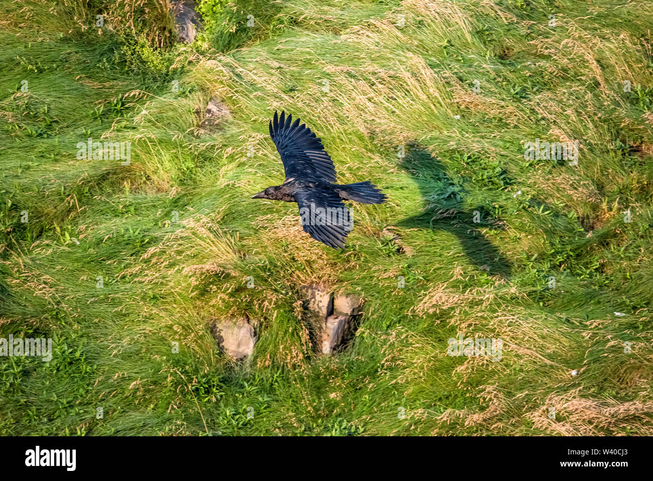 Raven comune, Corvus corax, in volo, oltre Cape Santa Maria della riserva ecologica, Riva del Capo, Avalon Penisola, Terranova e Labrador, Canada Foto Stock