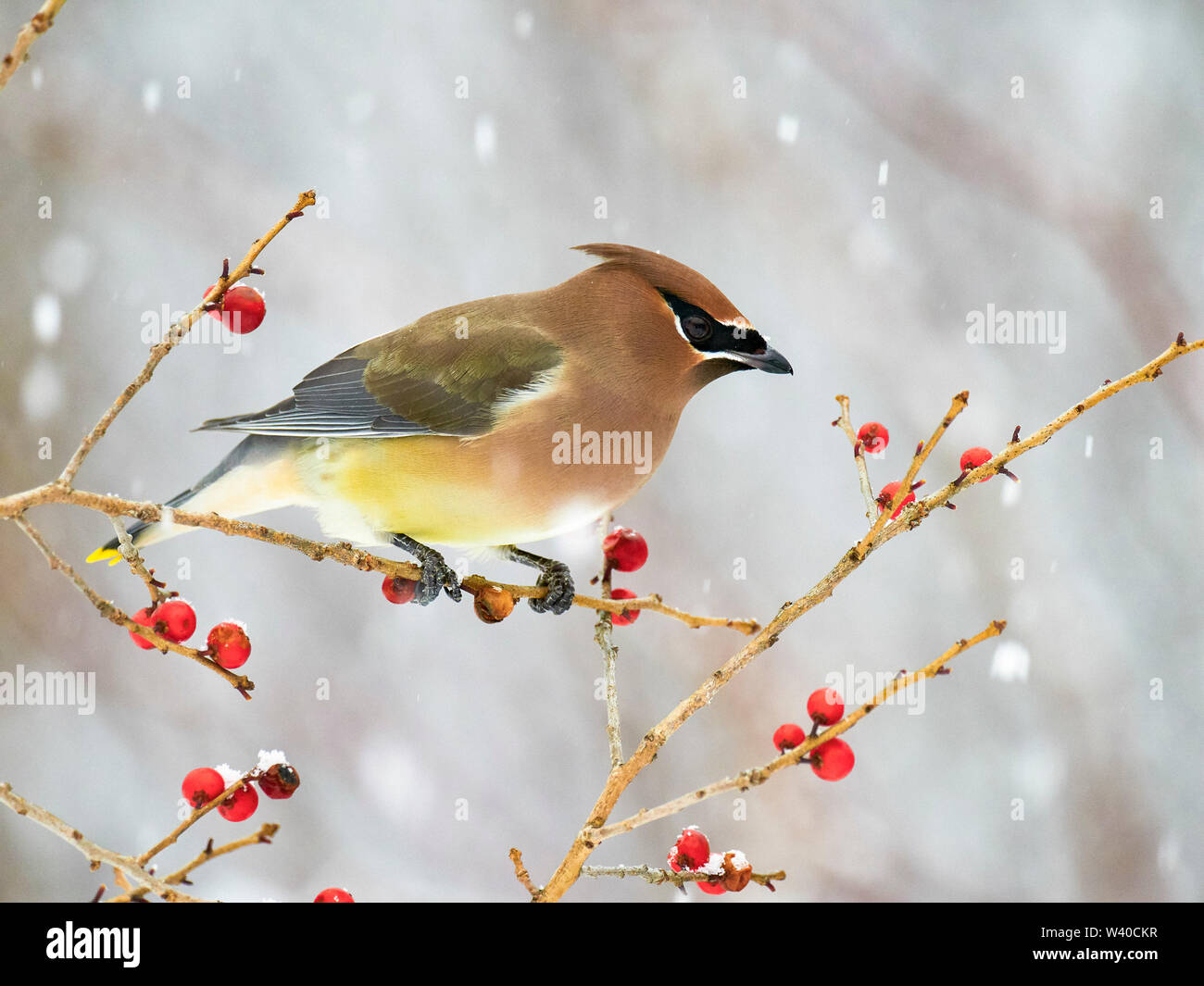 Cedro, waxwing Bombycilla cedrorum, mangiare Canada holly acini - winterberry, Ilex verticillata in inverno nella neve, Nova Scotia, Canada Foto Stock