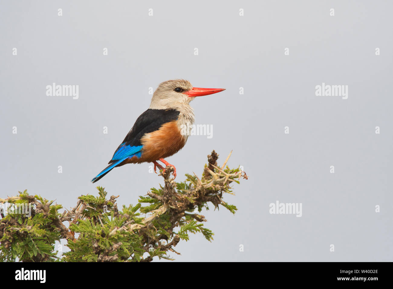 A testa grigia kingfisher (Halcyon leucocephala), talvolta noto come il grigio-incappucciati o di castagne e panciuto kingfisher Foto Stock