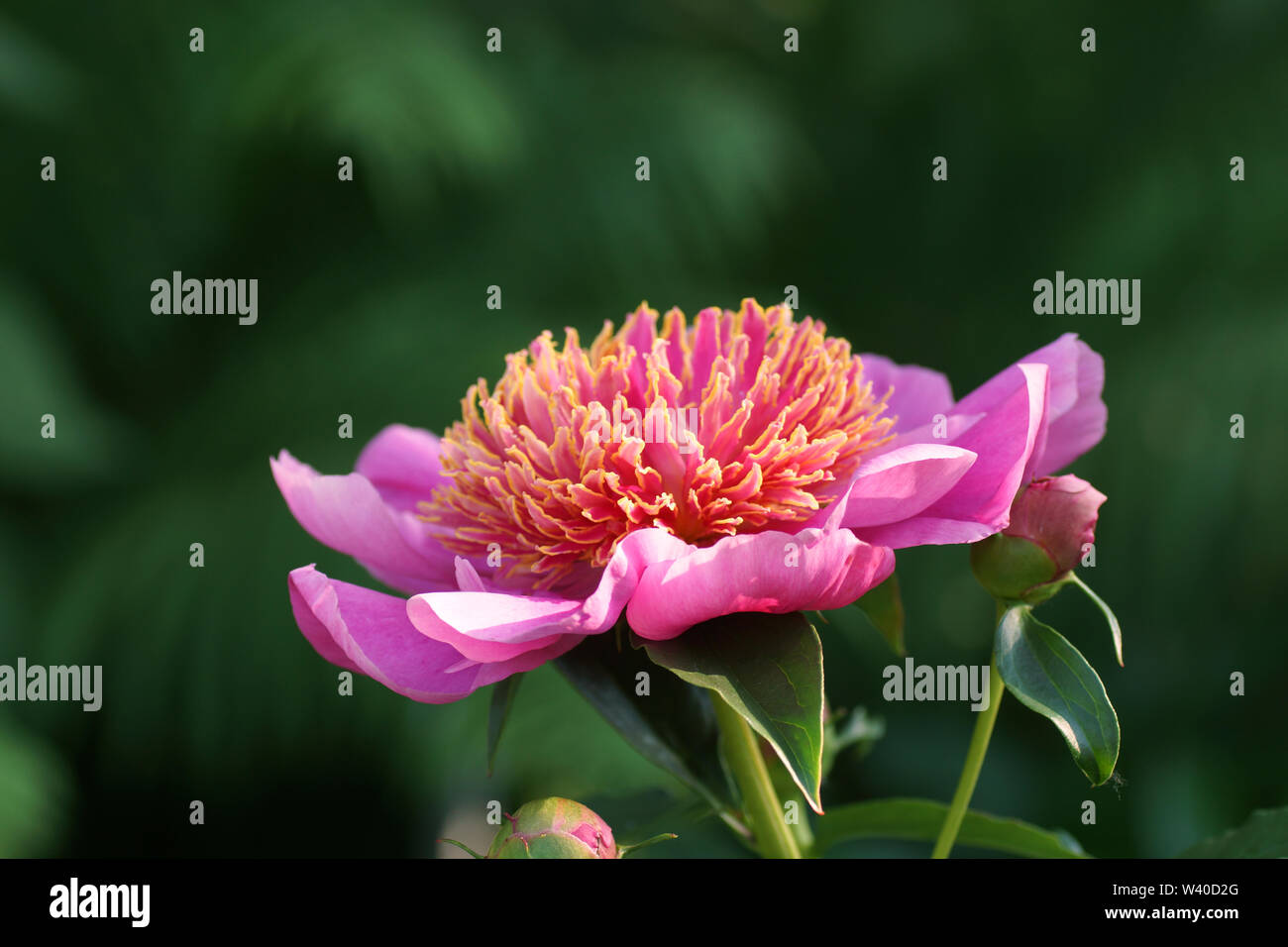 Peonia Neon. Giapponese Peonia Rosa fiore. Paeonia lactiflora (Cinese peonia o giardino comune peonia) Foto Stock