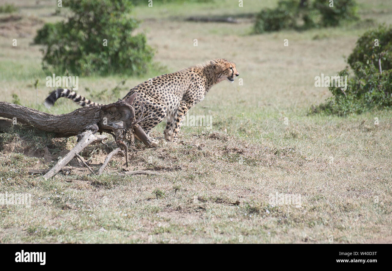 Femmina di ghepardo (Acinonyx jubatus) profumo-marcatura entro il suo territorio Foto Stock