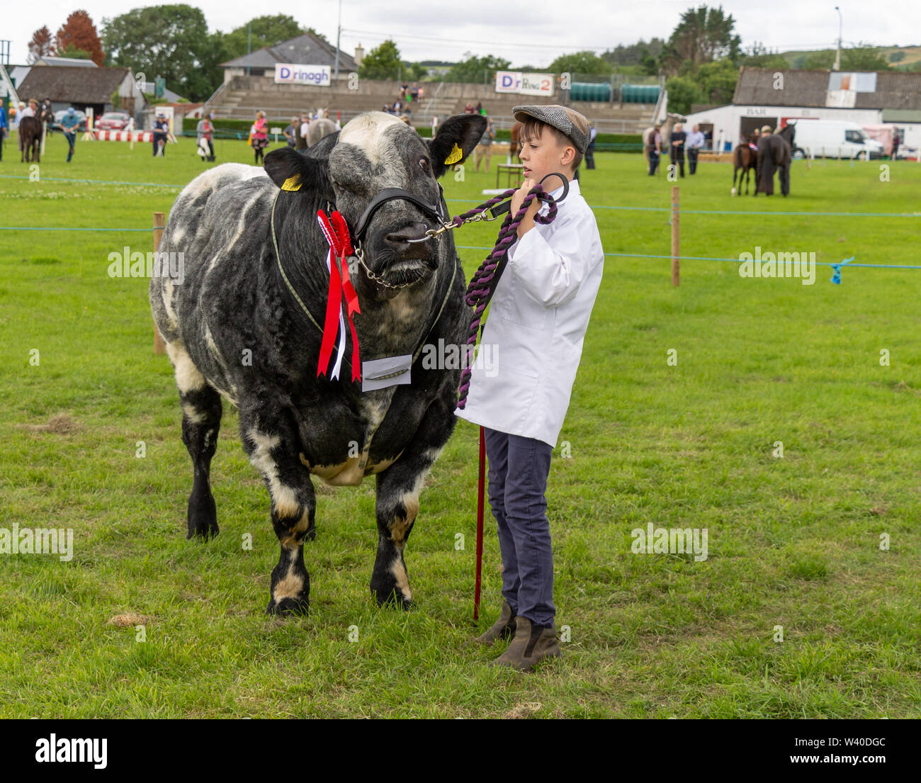 Belga Blue bull che mostra ad una fiera di paese, Skibbereen Irlanda Foto Stock