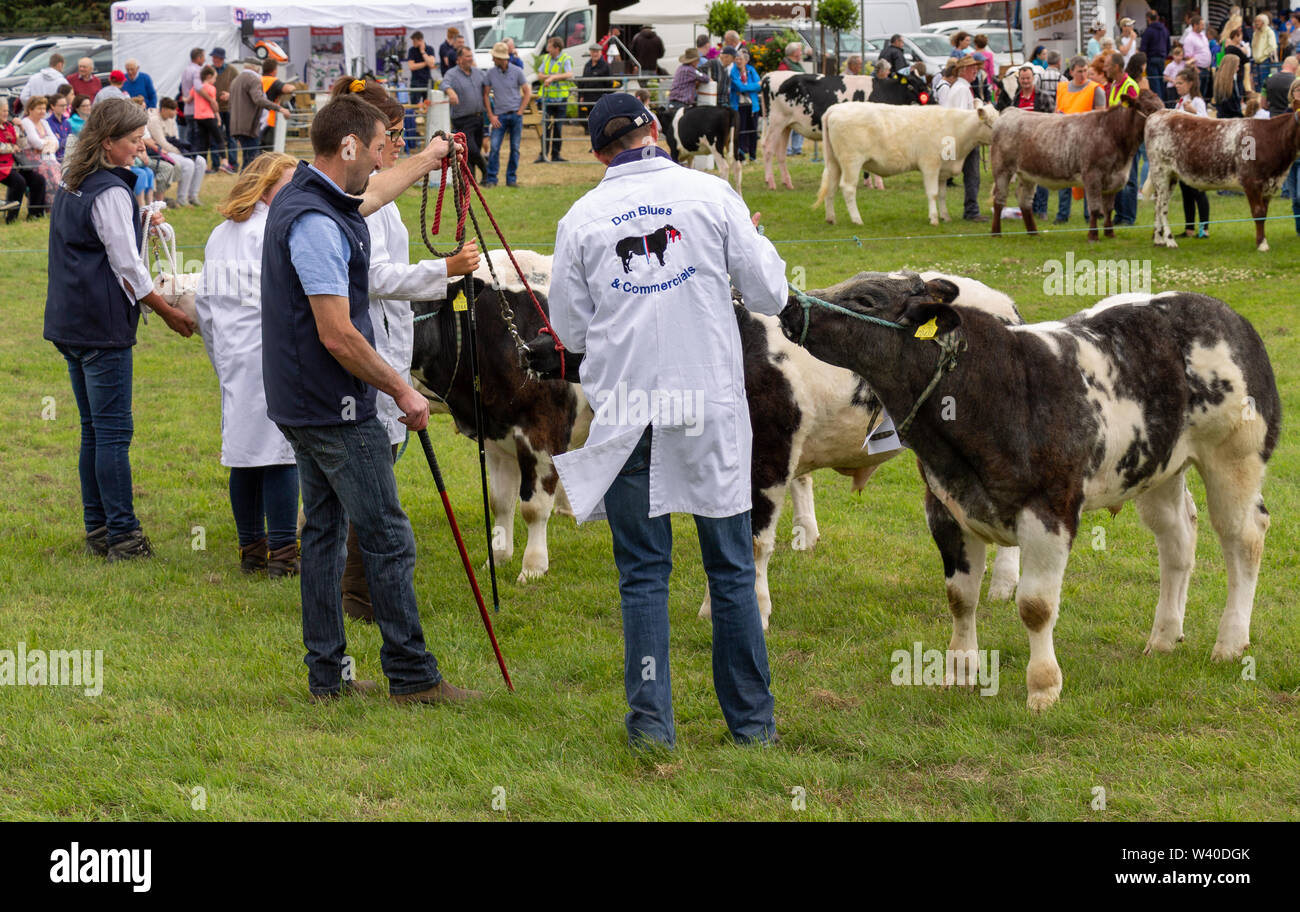 Mostra bestiame in uno spettacolo agricolo in Irlanda Foto Stock