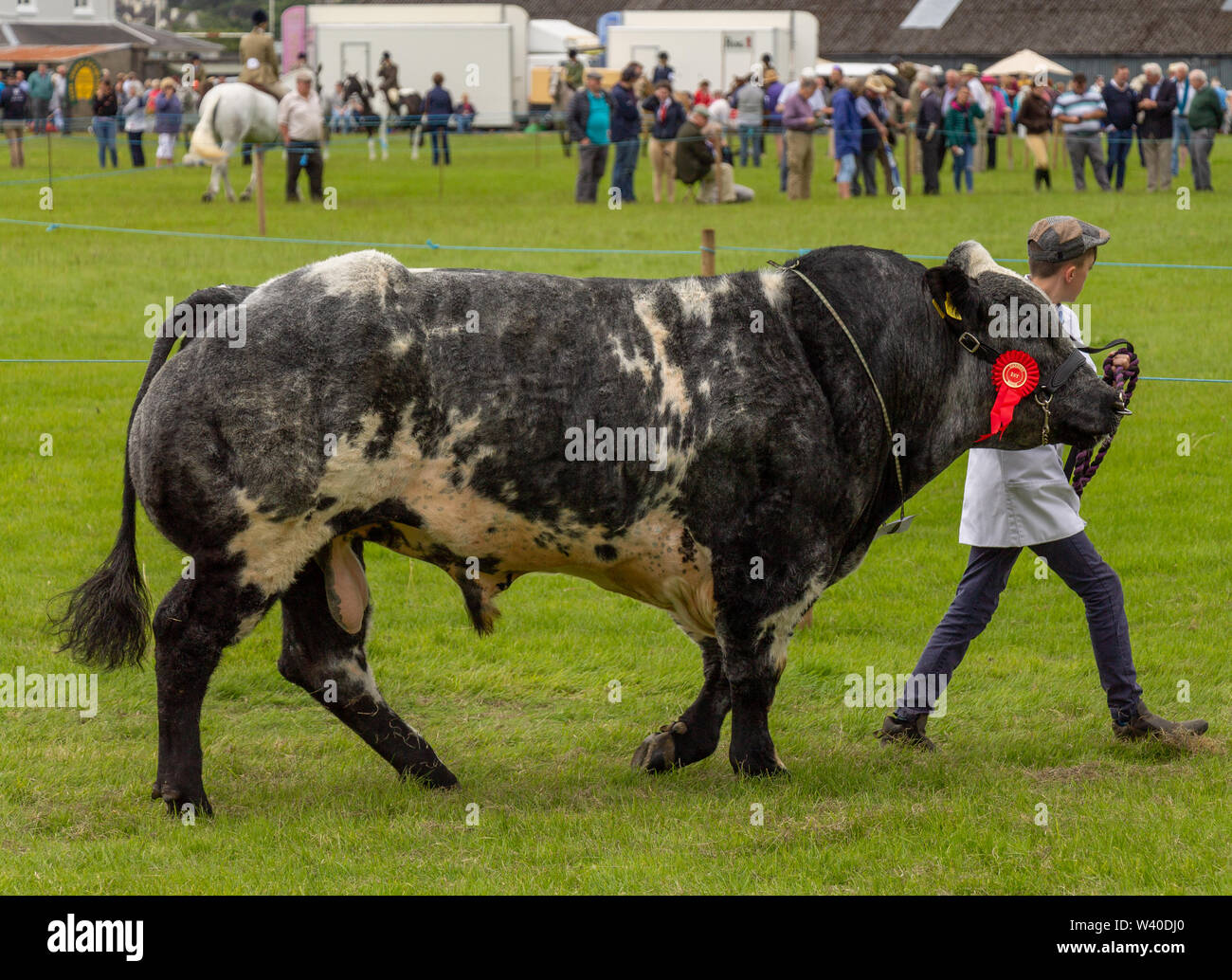 Belga Blue bull che mostra ad una fiera di paese, Skibbereen Irlanda Foto Stock