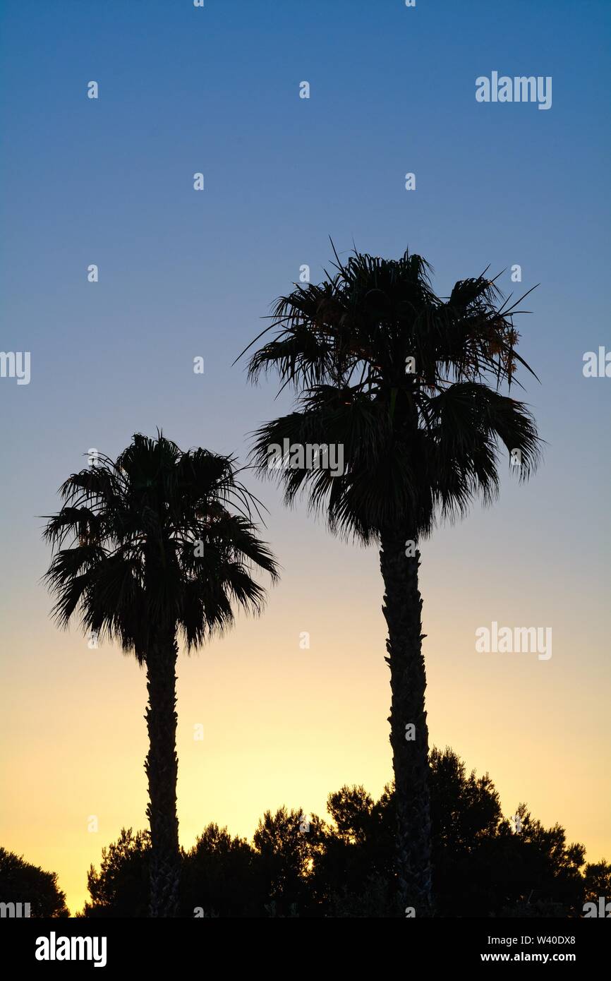 Sagome di alberi di palma contro un colorato il cielo al tramonto, Minorca spagna Europa Foto Stock