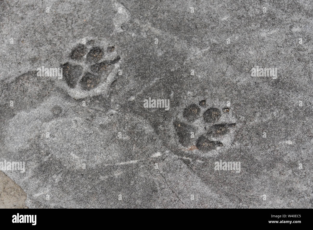 Impronta di cane immagini e fotografie stock ad alta risoluzione - Alamy
