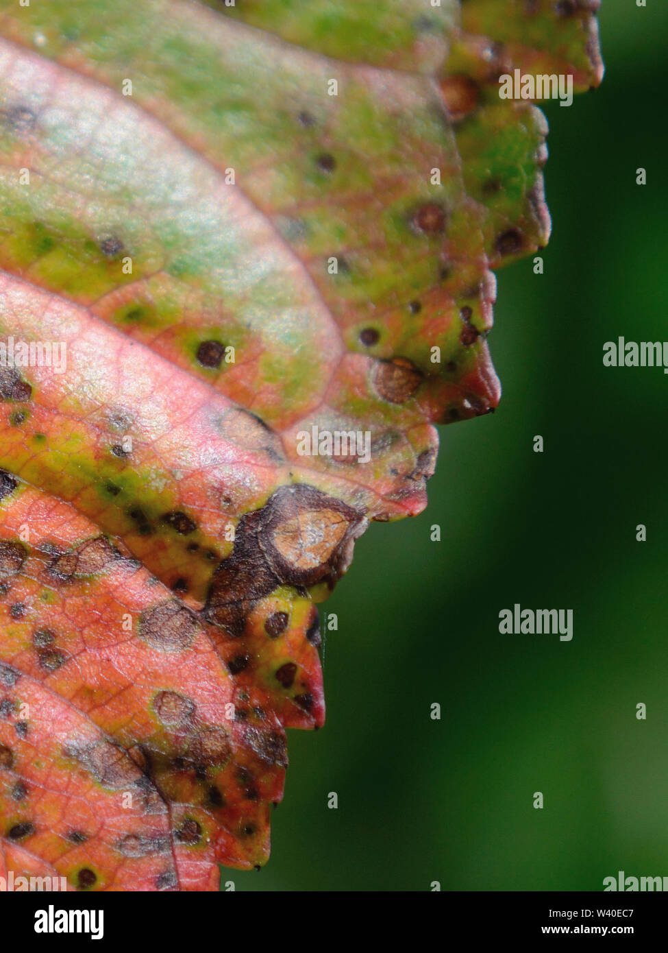 Close up su Cherry leaf spot. Coccomyces hiemalis Foto Stock