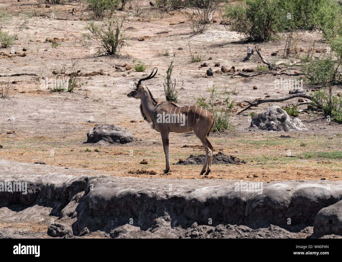 Kudu maggiore in Khaudum Parco Nazionale di Namibia Foto Stock