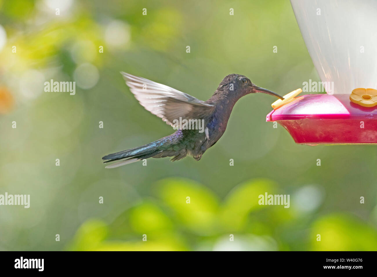 Violet Sabrewing Hummingbird in volo nella Monteverde Cloud Forest in Costa Rica Foto Stock