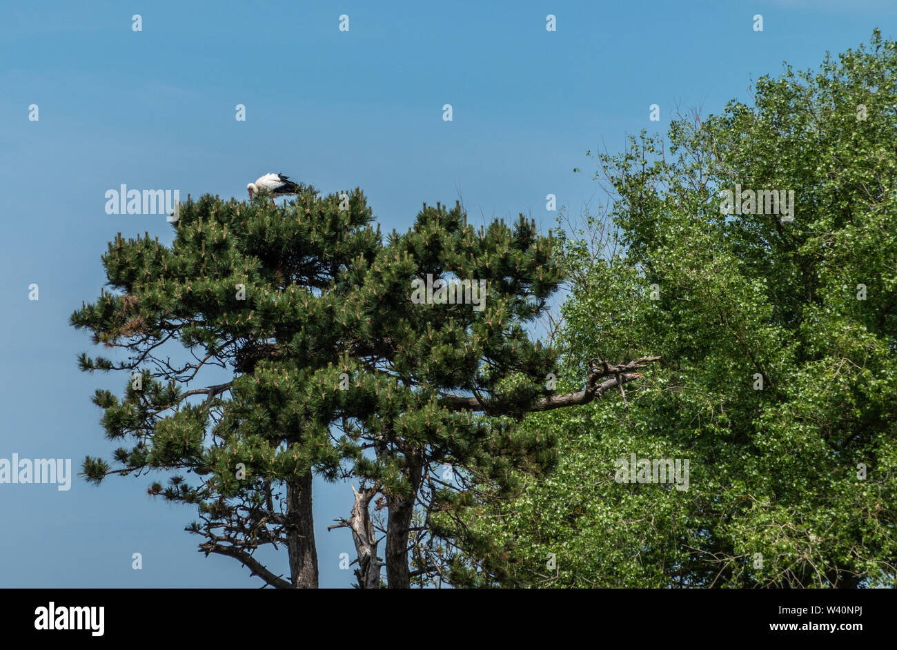 Knokke-Heist, Fiandre, Belgio - 18 Giugno 2019: Zwin rifugio di uccelli. Nero-cicogna bianca avvistato sulla parte superiore dell'albero verde contro il cielo blu. Foto Stock