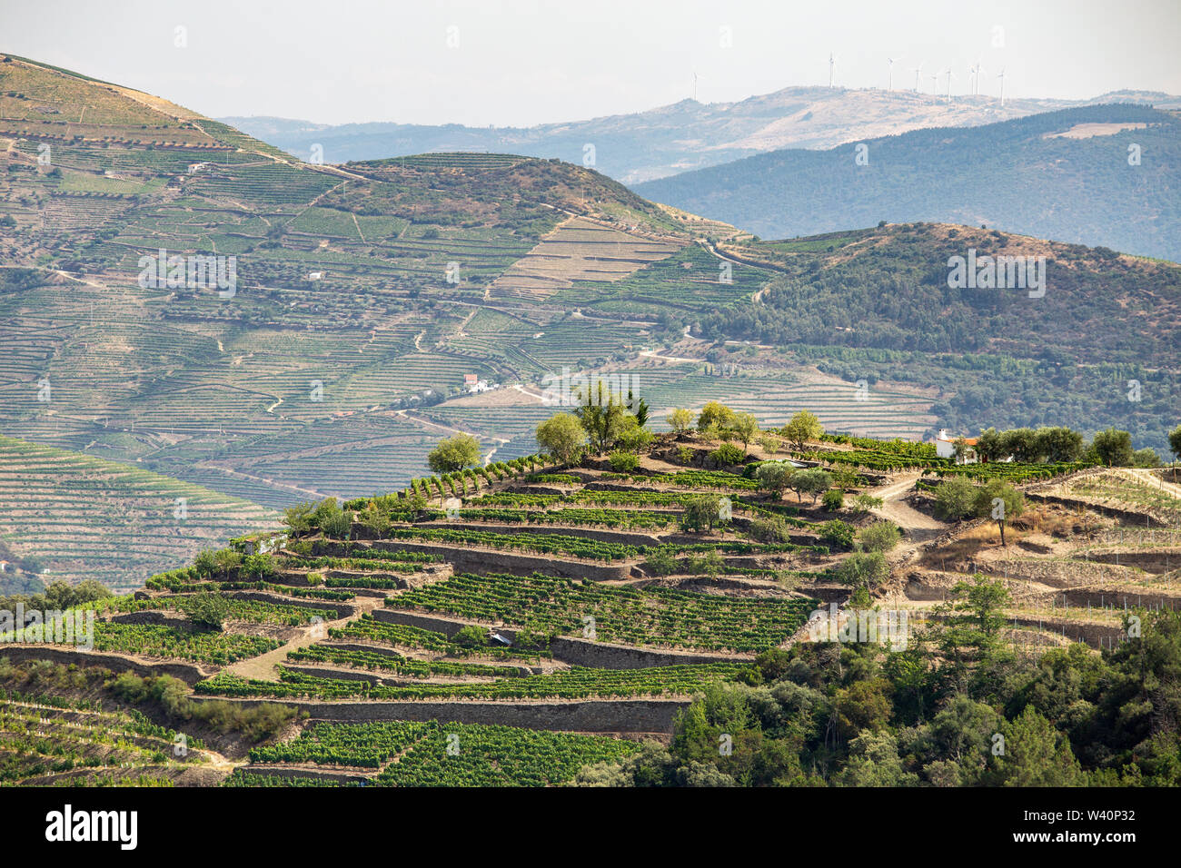 Vista panoramica di Alto Douro Vinhateiro con terrazze e vigneti Foto Stock