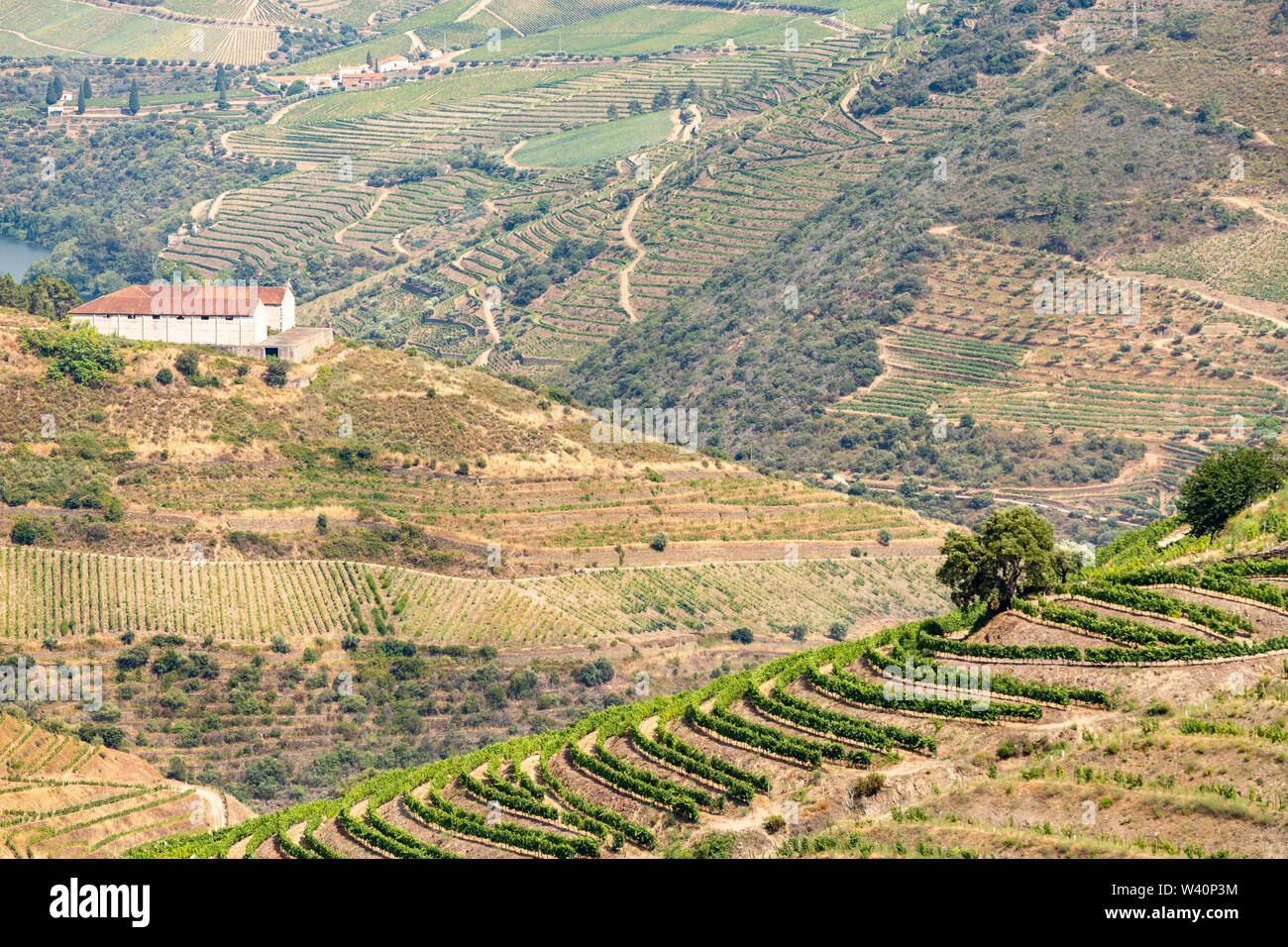 Vista panoramica di Alto Douro Vinhateiro con terrazze e vigneti Foto Stock