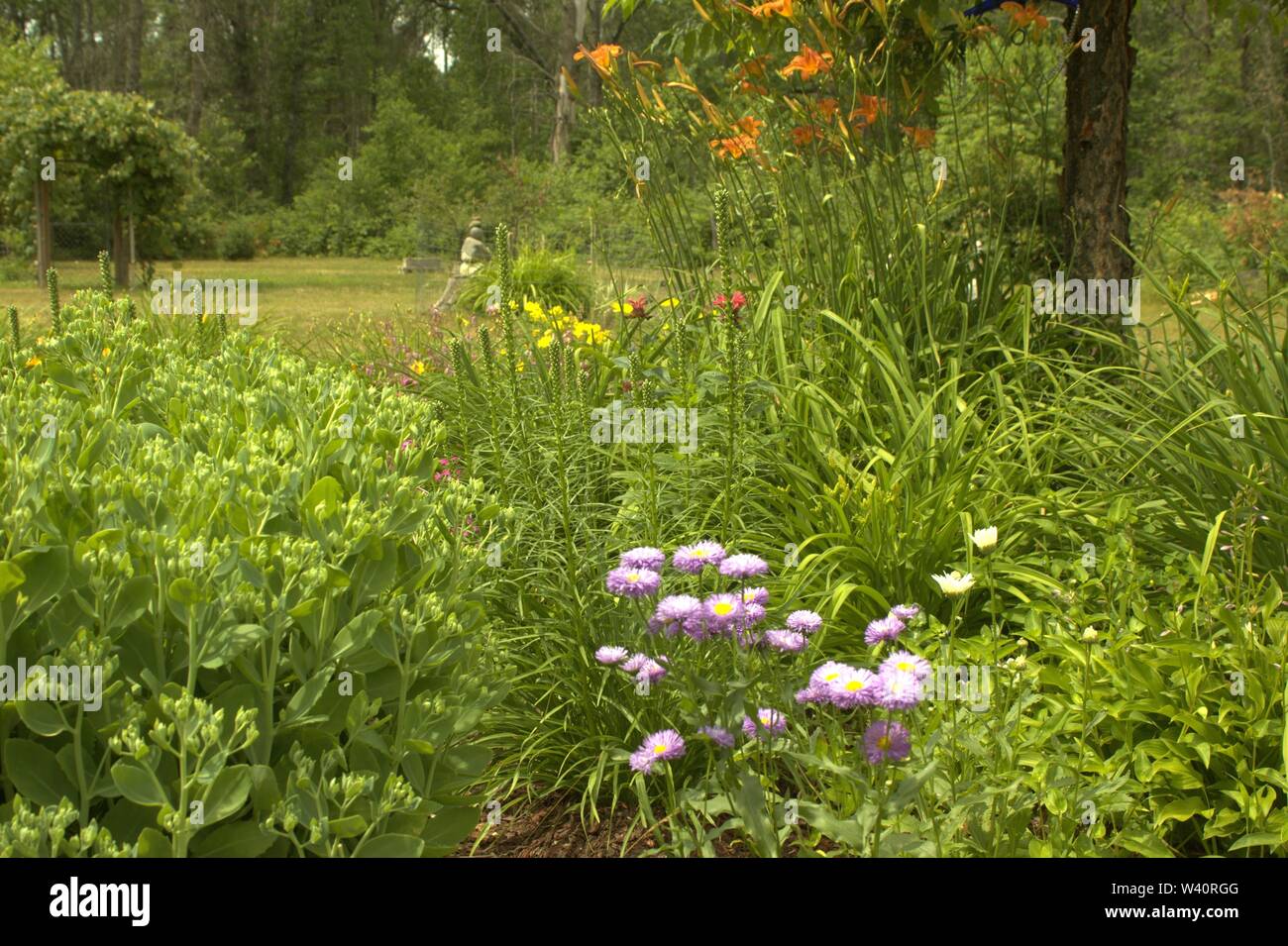 Un giardino di fiori selvatici in crescita a metà estate Foto Stock
