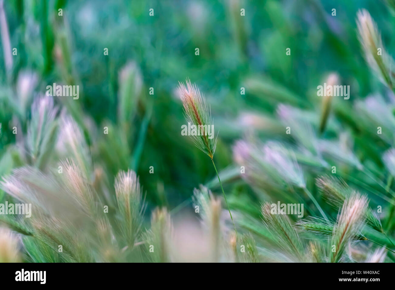 Close up di erbe con slim steli verdi e rabboccato con filettatura come picchi di bianco. Le piante crescono in abbondanza nel deserto in una giornata di sole. Foto Stock