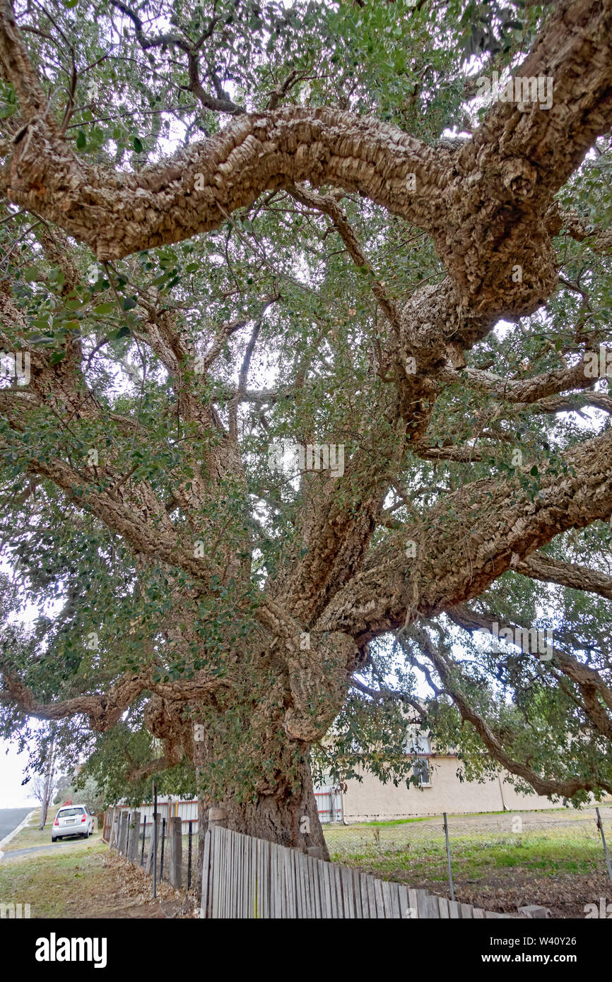 Grande Cork Oak tree,Quercus suber, portato dall'Inghilterra come una piantina in Australia nel 1861 da Edward Parker. Foto Stock
