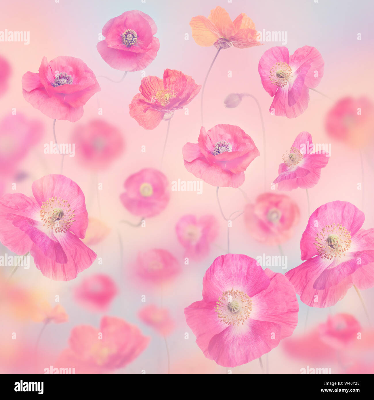 Pastello romantico sfondo floreale con fiori di papavero Foto Stock