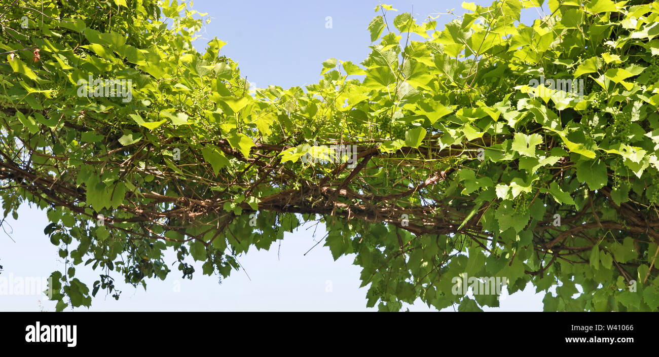 Lunghi rami densi di uva verde contro un cielo blu. Estate panoramica giugno outdoor shot Foto Stock