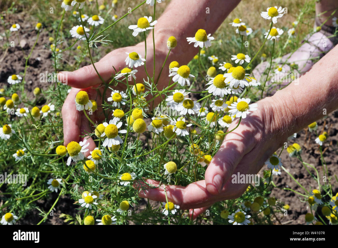 Lavori estivi in un concetto di giardino. La donna - contadino cura e raccogliere un medico di margherite fiori. Foto Stock