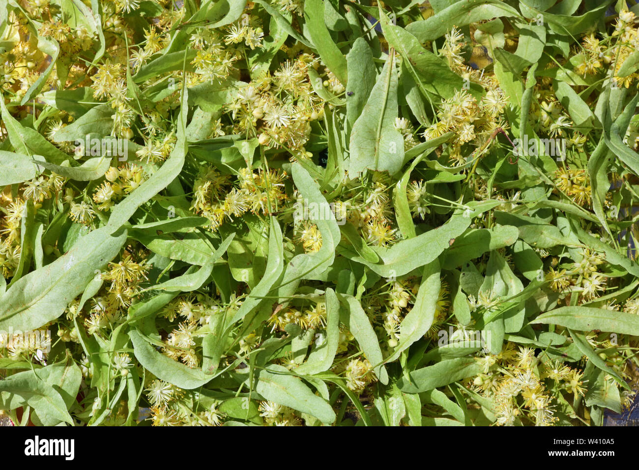 Il giallo dei fiori profumati di un tiglio sfondo. Secchi fiori di tiglio ridurre il calore corporeo durante la malattia. Foto Stock
