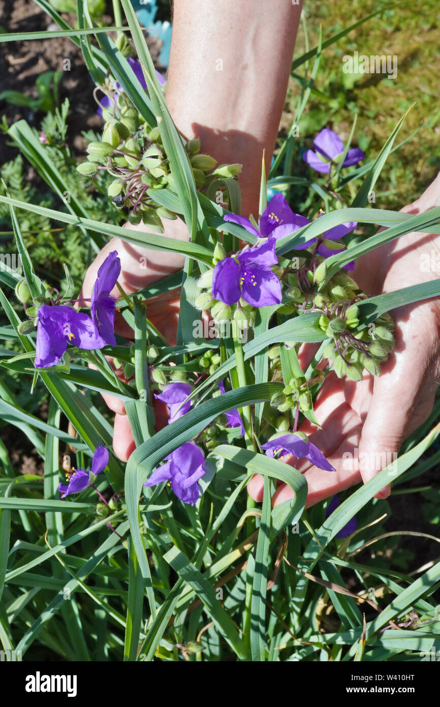 Lavori estivi in un concetto di giardino. La donna - contadino cura e raccogliere ablue tradescantia spiderwort fiori. Foto Stock