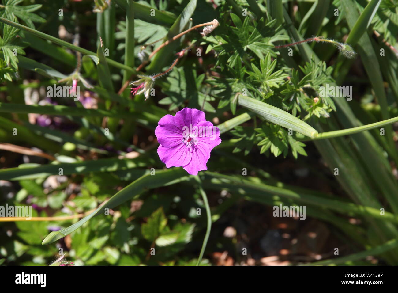 Fiore violaceo dettaglio in primavera estate Foto Stock