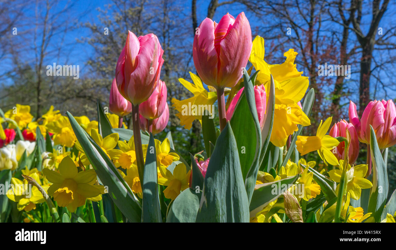 Tulipani multicolore contro la molla blu cielo Foto Stock