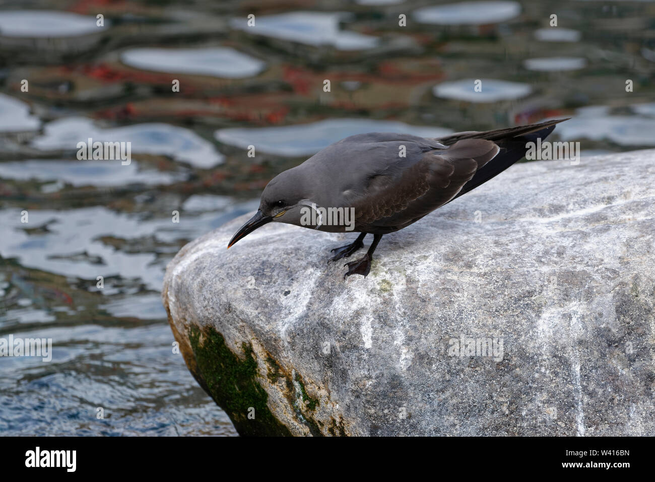 Inca Tern - Larosterna inca capretti su roccia Foto Stock
