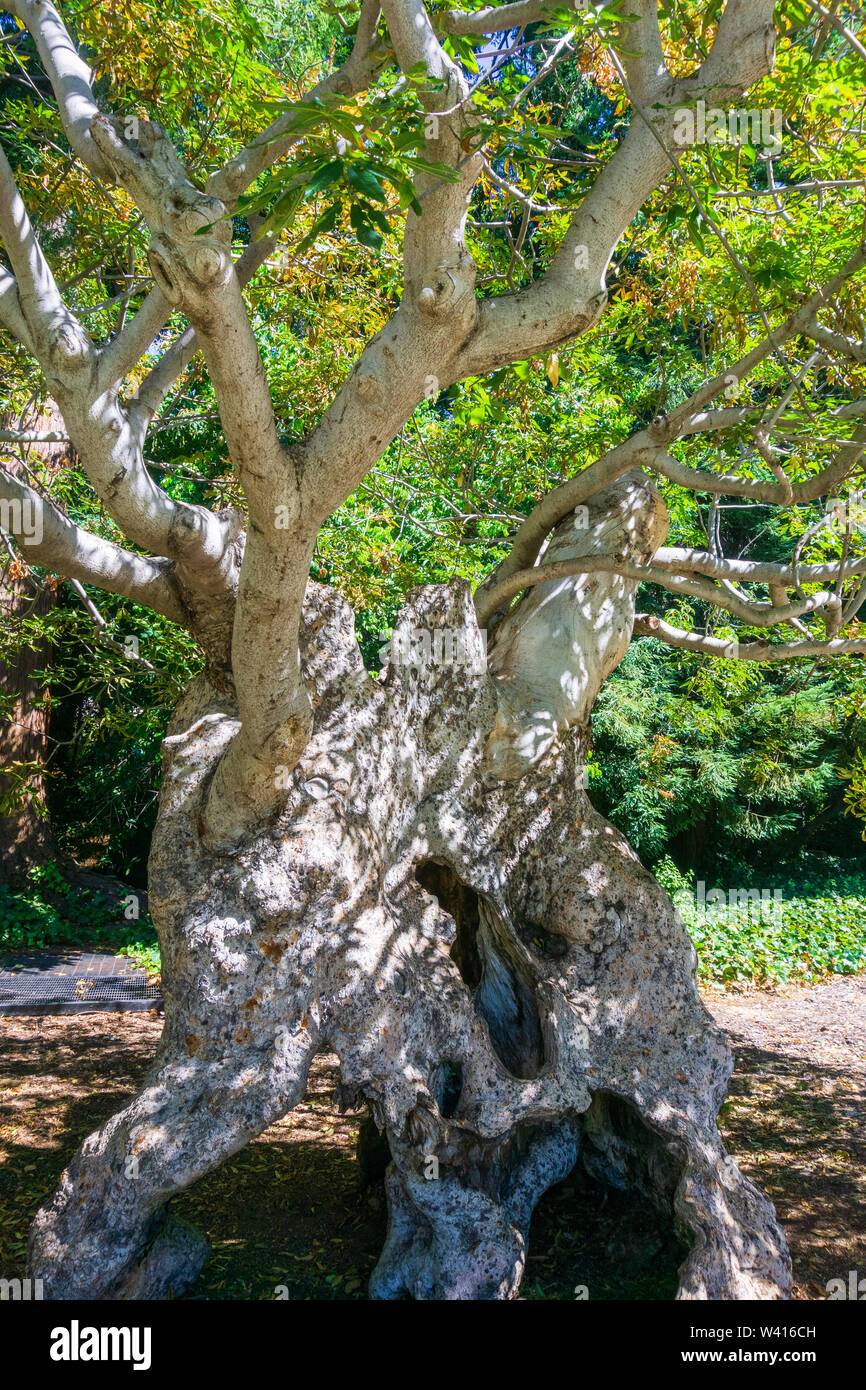 Antica California buckeye tree (Aesculus californica) con bianco cavo tronco e rami ritorti, ancora vivo; UC Berkeley campus San Francisco Ba Foto Stock