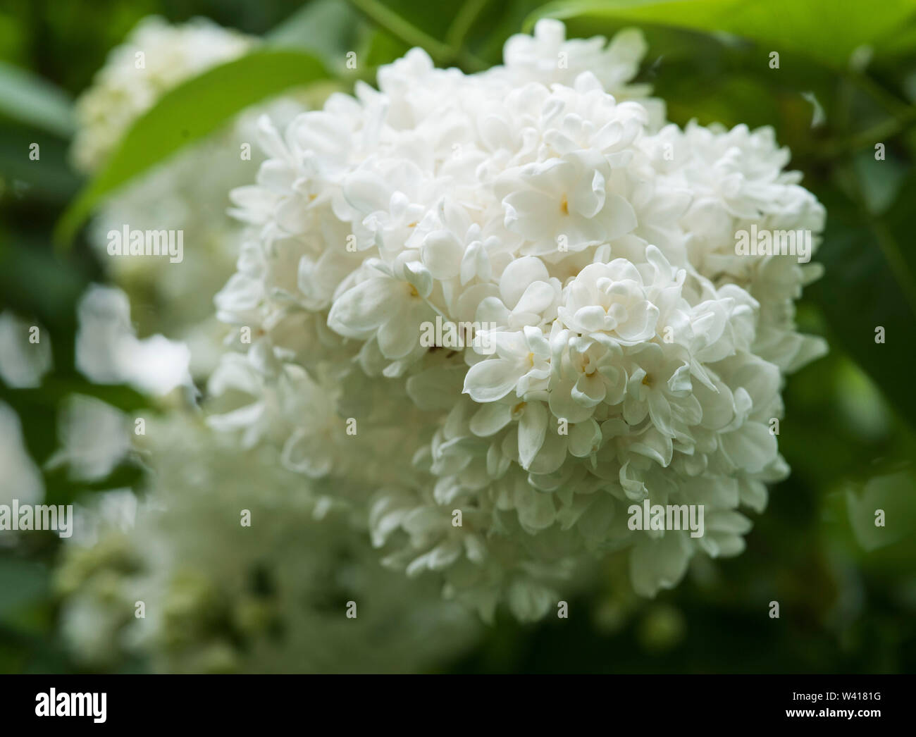 Bianco Lilla comune (Syringa vulgaris) con grandi orecchie di fiori.piccoli alberi, fino a dieci metri. Grande per attirare le farfalle / API. Foto Stock