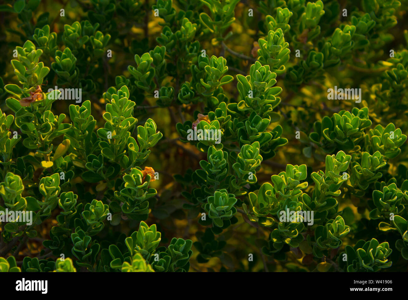 Ambiente serie natura Foto Stock