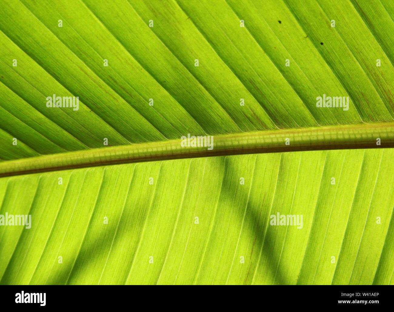 Close-up dettaglio della foglia di una pianta di banana, Musa Basjoo, in un giardino di Londra. Luce splende attraverso che mostra la struttura di foglia. Foto Stock